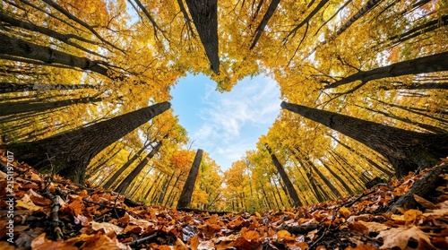 Heart shaped opening in a vibrant autumn forest canopy with fallen leaves on the ground