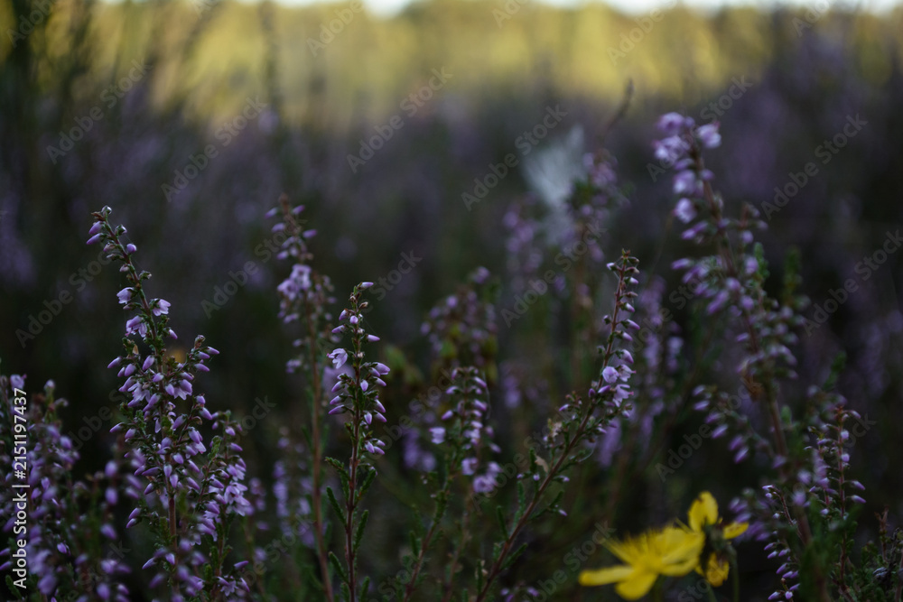 Obraz premium The color of lavender: lilac and violet. Lavender flowers in August