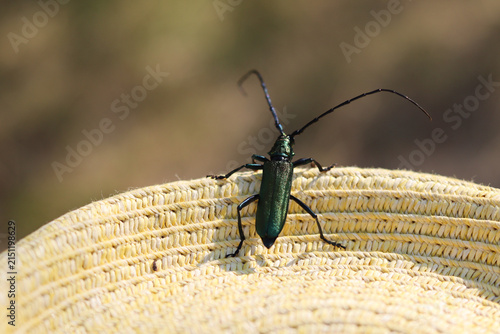 bug on a hat