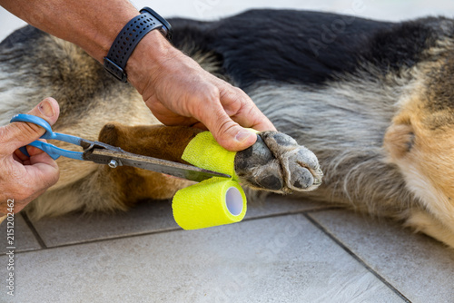 Dog receiving first aid at home. Pet owner treats an injured paw with a first aid kit, illustrating animal care, veterinary assistance, pet health and emergency preparedness.