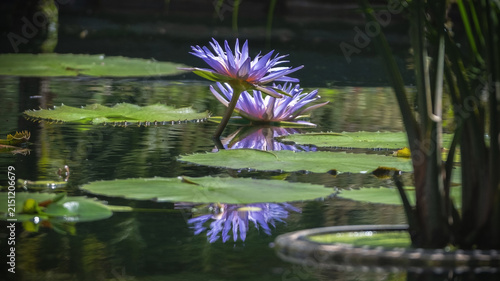 Pink water lily flower floating on pond water among green aquatic plants