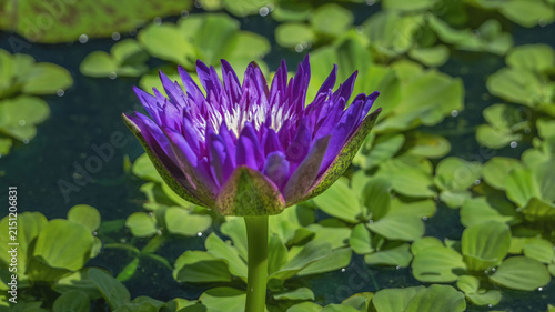 Pink water lily flower floating on pond water among green aquatic plants