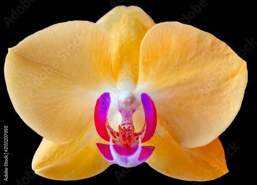 Yellow and orange Phalaenopsis orchid flower close-up isolated on black background. 