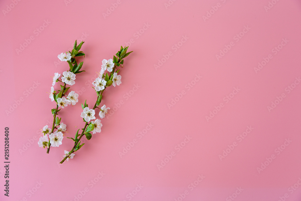 Fototapeta premium spring floral composition with blooming cherry branches and pastel backdrop
