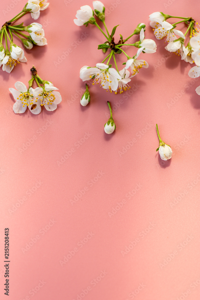 Fototapeta premium soft floral arrangement with cherry blossoms on pink surface