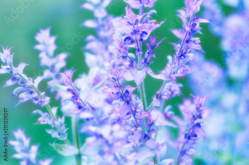 Nature background with spring flowers. Selective and soft focus. Close up.