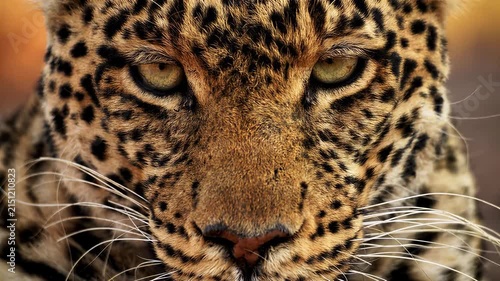 Close-up extreme detail of a leopard's face and piercing yellow eyes