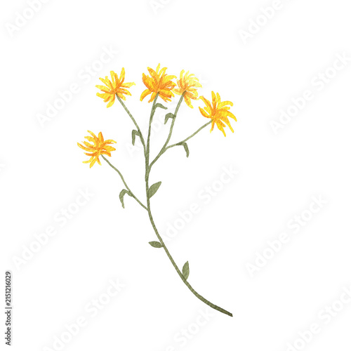 Watercolor Painting of a Single Orange Flower