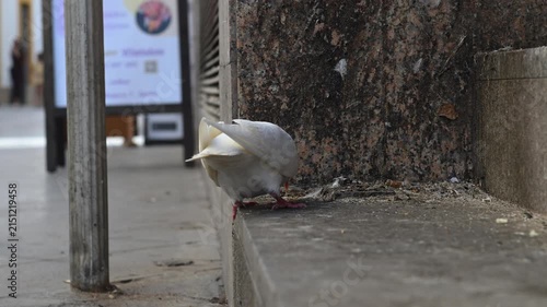 A white pigeon searching for food on a concrete surface in the city and surveying its surroundings. A close-up video that blends nature and city life.