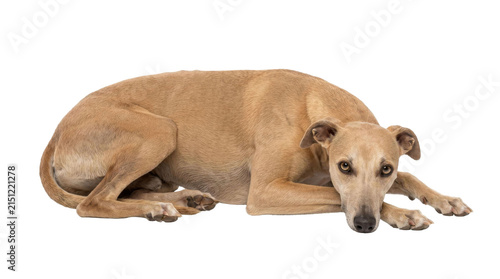 Foto Elegant tan greyhound dog resting peacefully on a white background