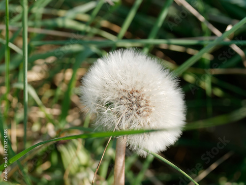 Konstfotografi dandelion flower turned into pappus
