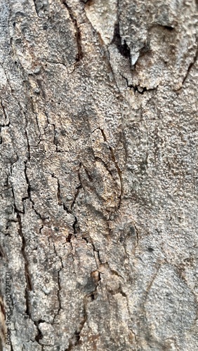 Фотография Raw Timber Bark Pattern for Graphic Overlay

Seamless feel texture of raw unpolished timber bark, suitable as a 3D asset texture, background overlay, or organic material reference