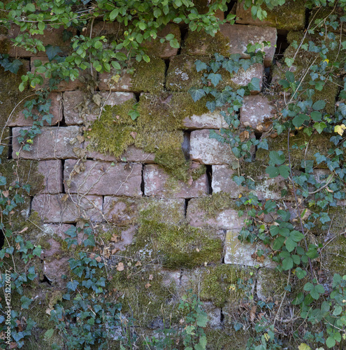 old sandstone wall covered with ivy and moss