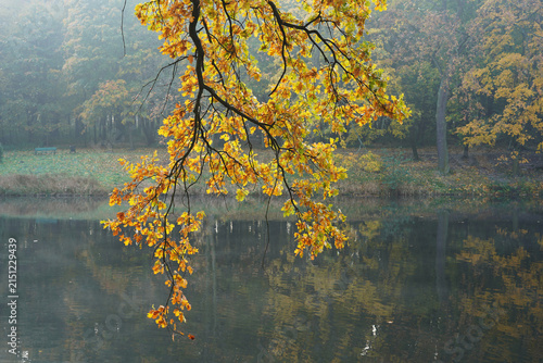 Golden Autumn Oak Branch Over a Misty Park Pond