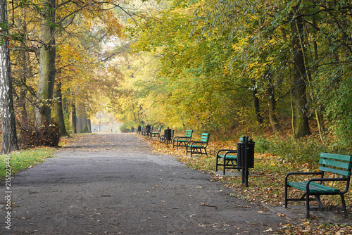 Empty Park Benches Along an Autumn Tree-Lined Path