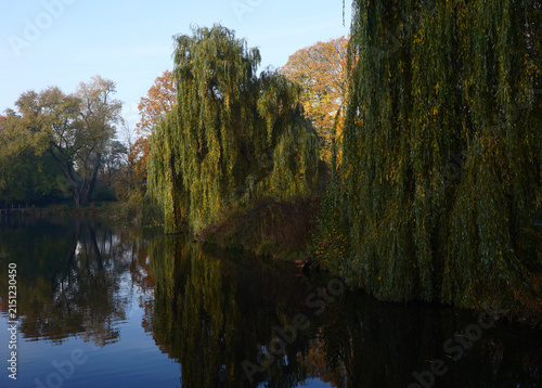 Weeping Willows and Autumn Trees Reflected in a Peaceful Pond