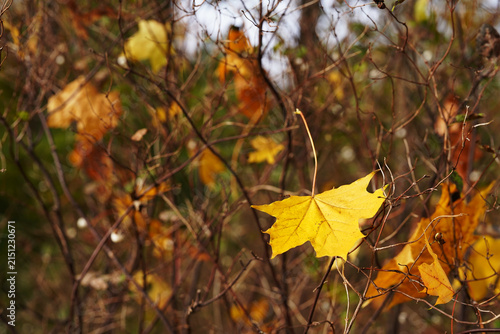 Photography Yellow Maple Leaf Among Bare Branches in Autumn Sunlight