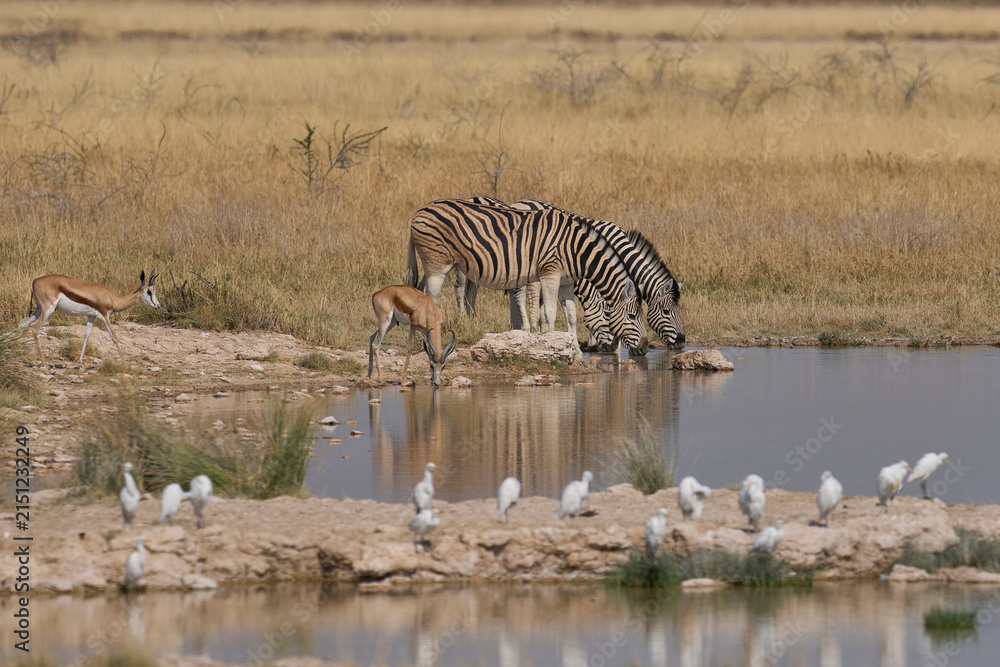 Naklejka premium Wildlife drinking at a waterhole in Etosha National Park, Namibia