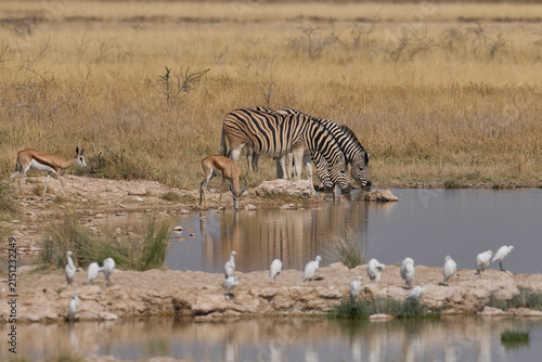 Wildlife drinking at a waterhole in Etosha National Park, Namibia