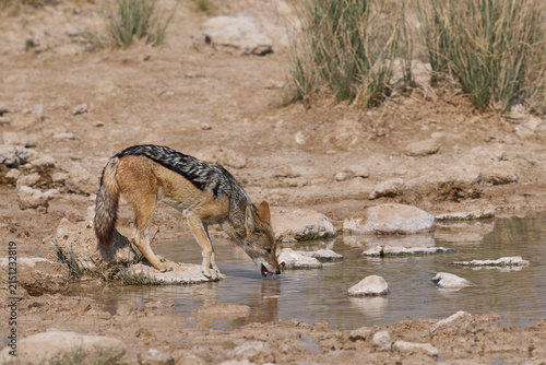 Black-backed Jackal (Canis mesomelas) drinking at a waterhole in Etosha National Park, Namibia