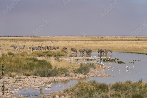 Wildlife drinking at a waterhole in Etosha National Park, Namibia