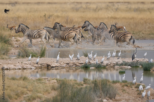 Wildlife drinking at a waterhole in Etosha National Park, Namibia