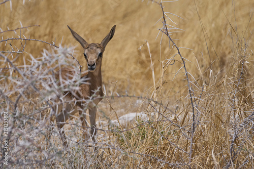 Newborn Springok (Antidorcas marsupialis) in Etosha National Park, Namibia