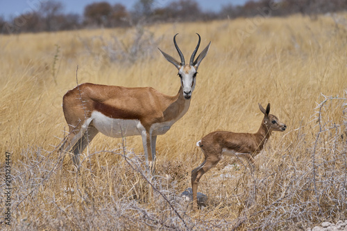 Newborn Springok (Antidorcas marsupialis) in Etosha National Park, Namibia