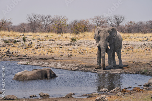 Bull African Elephant (Loxodonta africana) at a waterhole in Etosha National Park, Namibia
