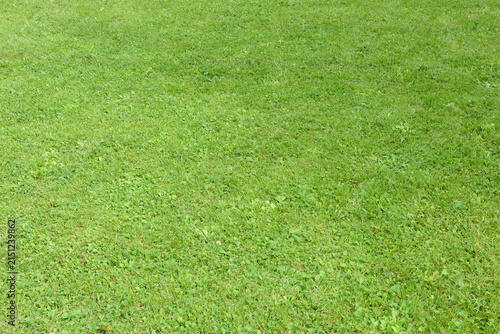 Foto High angle view of a lush green grass lawn surface background