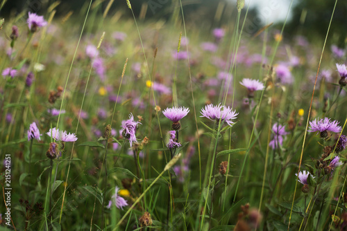 Принти на полотні Purple knapweed wildflowers blooming in alpine meadow