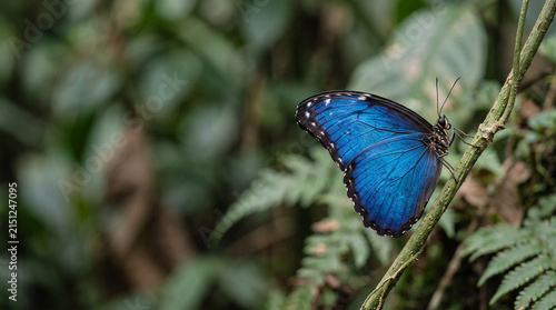 Blue Morpho Butterfly in Tropical Foliage with Minimalist Copy Space