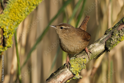 Obraz na płótnie Close-up portrait of a winter wren standing on a tree branch covered with lichen