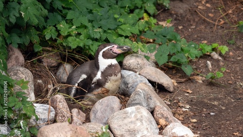 Foto Humboldt penguin sitting peacefully in a stone nest surrounded by green foliage