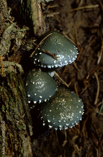 Fotografie Stropharia aeruginosa or Verdigris Roundhead