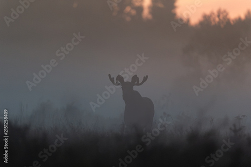 Moose bull silhouette in foggy forest meadow after sunset