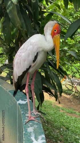 close up yellow billed stork in the park, white stork standing straight from heads down