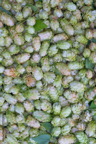 Bild auf Leinwand Fresh Green Hop Cones Are Tightly Clustered In Vertical Close-Up