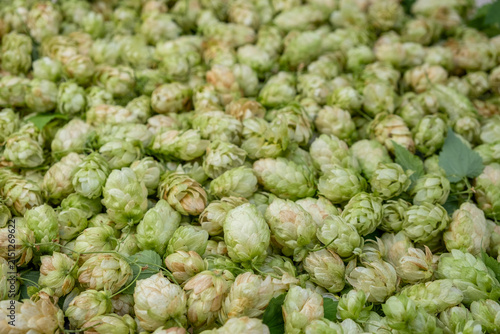 Foto Ripe Green Hop Cones Show Fine Botanical Detail In Close-Up