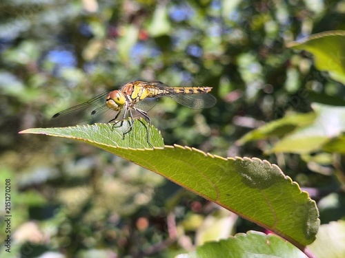 dragonfly on a leaf