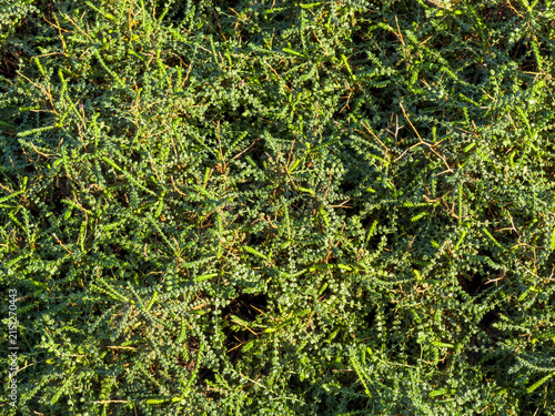 Photography Dense thorny burnet shrub , Sarcopoterium spinosum mediterranean plant backgroun