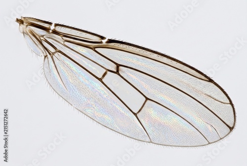 Extreme close up of transparent fly wing venation on white