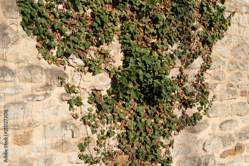 Green ivy plant climbing stone wall texture