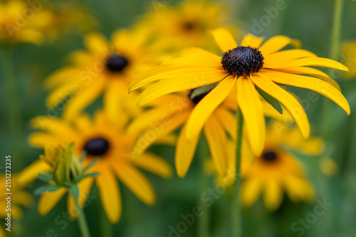 Black-eyed susan flowers blooming in summer garden