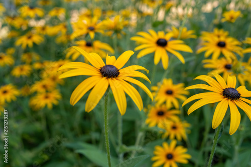 Black-eyed susan flowers blooming in a summer garden