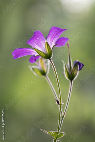 Wood cranesbill (Geranium sylvaticum) purple wildflower with soft green background