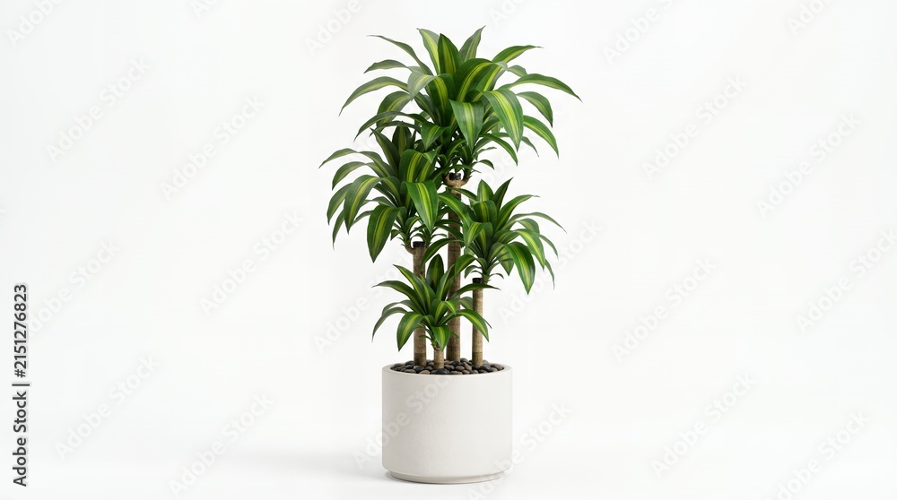 Fototapeta premium Potted Dracaena Fragrans corn plant with striped green leaves in white ceramic pot isolated on white background
