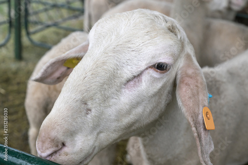 Assaf Sheep In Farm Pen Detail
