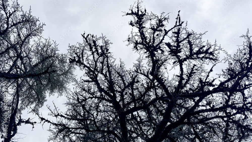 Obraz premium Silhouetted moss covered oak branches against an overcast sky with a moody winter feel suitable for editorial nature pieces landscape blogs environmental campaigns and social media