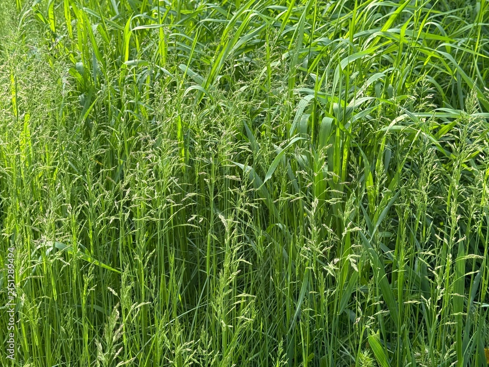 Fototapeta premium Meadow green grass poa pratensis